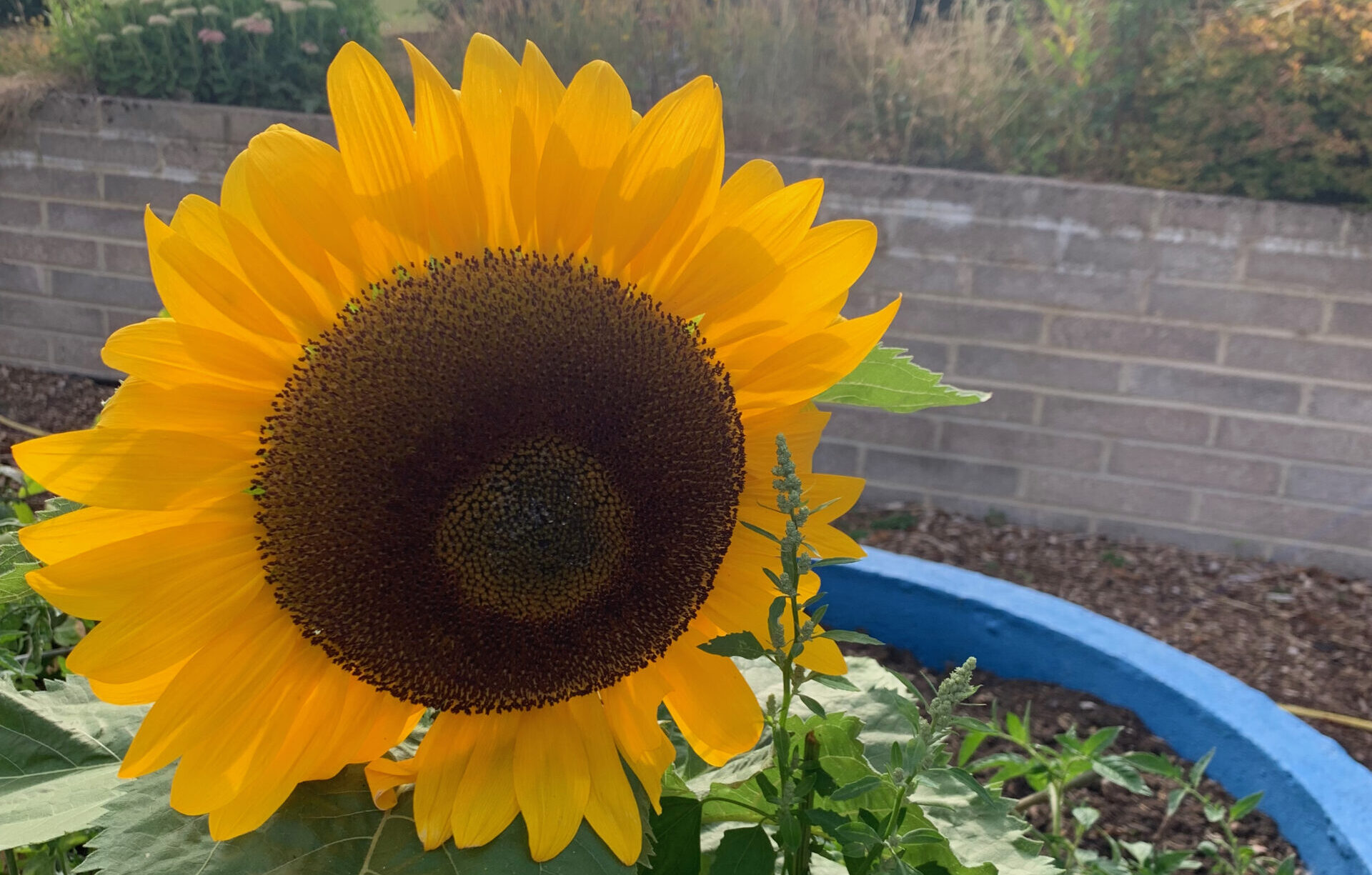 Sunflower – 1